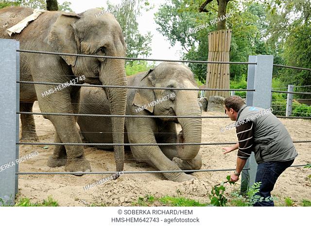France, Nord, Maubeuge, Maubeuge zoo, trainer trying to feed two Asian elephants Elephas maximus