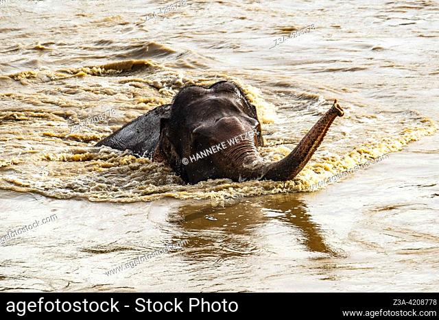 Elephant swimming in the river at the Elephant Nature Park, a sanctuary and rescue centre for elephants in Mae Taeng District, Chiang Mai Province