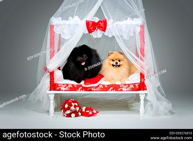 Beautiful spitz wedding couple lying on bed over grey background. happy newlyweds. first night. copy space