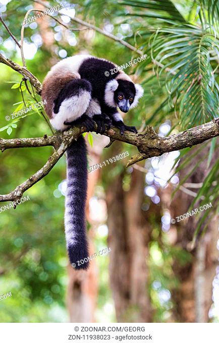 Schwarzweißer Vari (Lemur varecia variegata), Familie der Gewöhnlichen Makis (Lemuridae), endemisch in Madagaskar, Ankanin Ny Nofy