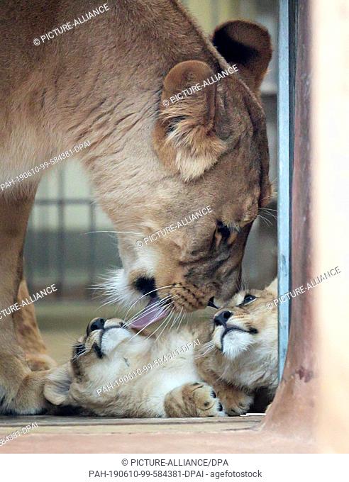 10 June 2019, Thuringia, Erfurt: Löwenmutter Bastet protects her two lion babies in Thüringer Zoopark. Bastet gave birth to two boys on Good Friday