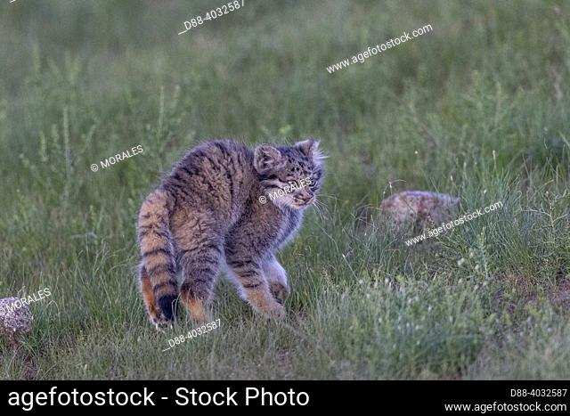 Asia, Mongolia, East Mongolia, Steppe area, Pallas's cat (Otocolobus manul), Den, Babies playing