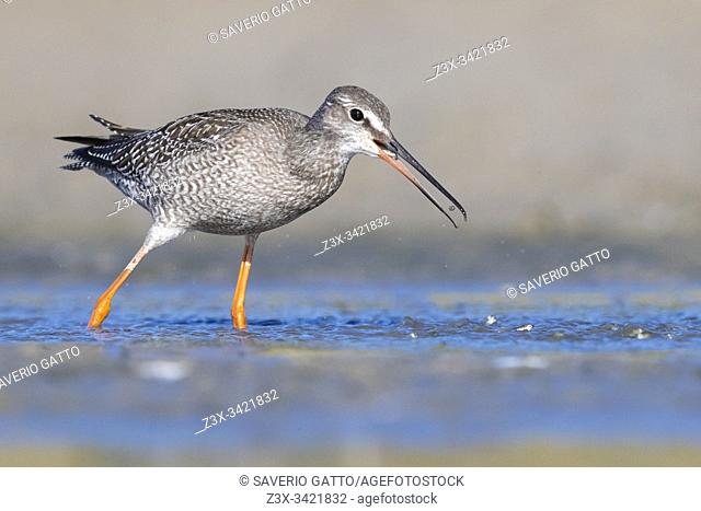 Spotted Redshank (Tringa erythropus), juvenile catching small fish in a pond, Campania, Italy