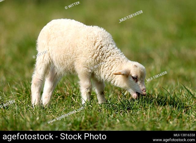 Forest sheep (Landschafrasse, domestic sheep breed) lamb on a pasture, Germany