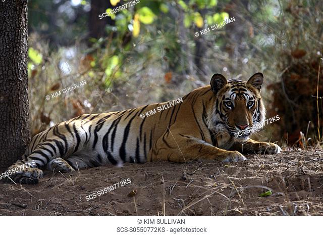 Bengal Tiger Panthera tigris tigris, wild adult male, critically endangered Bandhavgarh Tiger Reserve, India