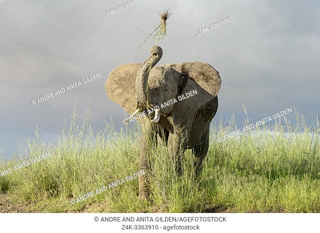 Young African elephant (Loxodonta africana) playing with grass on savanna, Amboseli national park, Kenya
