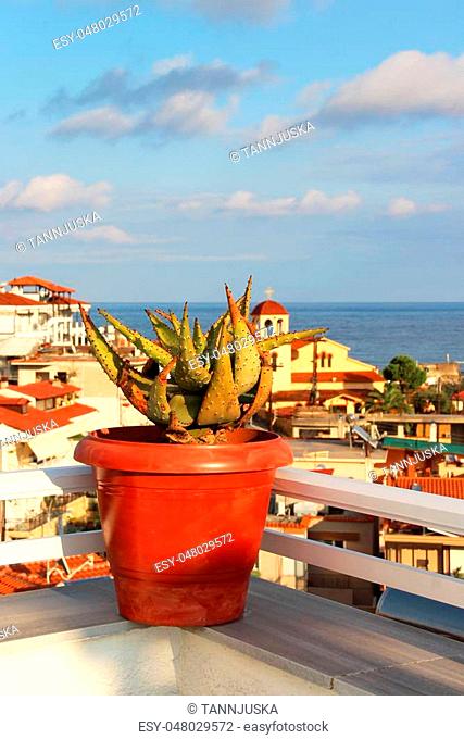 Beautiful Greek terrace with flowers, Sarti, Sithonia, Chalkidiki