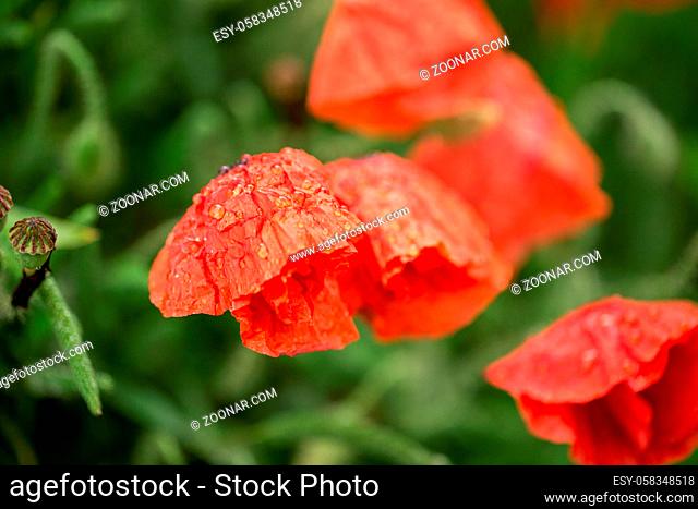 Large field with beautiful red poppies. Summer landscape with flowers. Red flowers. Red poppy buds. Meadow with poppy flowers. Poppy flower close-up