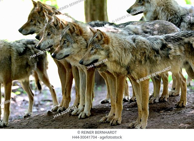 Canine, Canis lupus, endemic animal species, European wolf, protected animal species, grey wolf, grey wolf, doggy, Isegrimm, predator, predators, animal