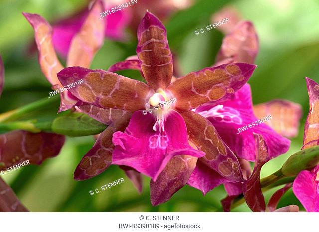 Miltonia orchid (Miltonia spec.), flower