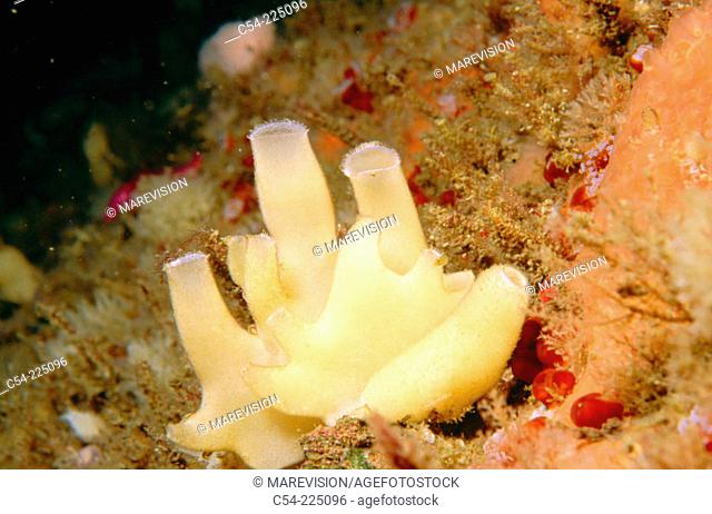 Sponge (Grantia compressa)