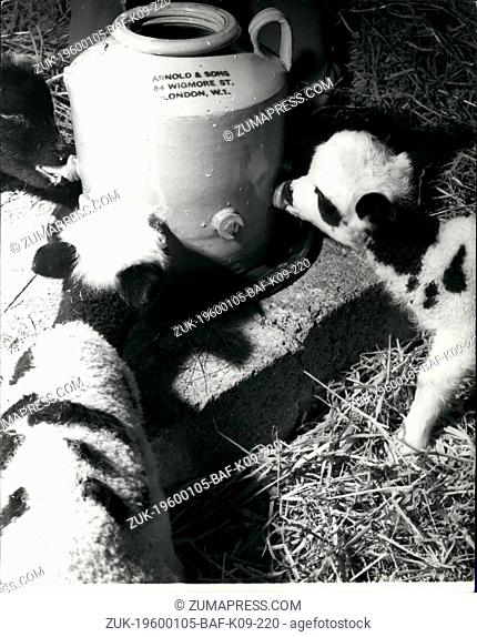 1962 - A Century Old Feeding Bottle Saves These Baby Lambs. Modern methods are scorned by expert Miss Mabel Hawkins. Using a 100-year-old stone jar feeding...