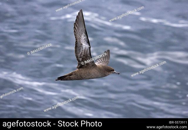 Sooty shearwater (Puffinus griseus), Dark Shearwater, Tube-nosed, Animals, Birds, Sooty Shearwater adult, in flight over sea, Lanzarote, Canary Islands