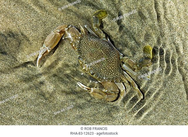 Superbly camouflaged crab on Playa Guiones beach, Nosara, Nicoya Peninsula, Guanacaste Province, Costa Rica, Central America