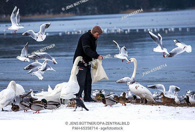 A man feeds a flock of seagulls and swans on the beach of Zippendorf in Schwerin, Germany, 20 January 2016. Photo: Jens Buettner/dpa | usage worldwide