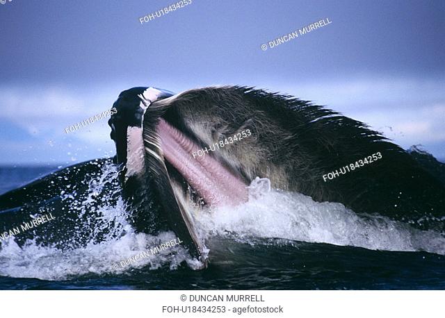 Humpback Whale feeding Megaptera novaeangliae. Chatham Strait, S. E. Alaska