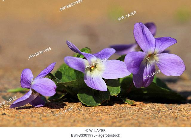 English violet, Sweet violet (Viola odorata), growing on a pavement, Germany