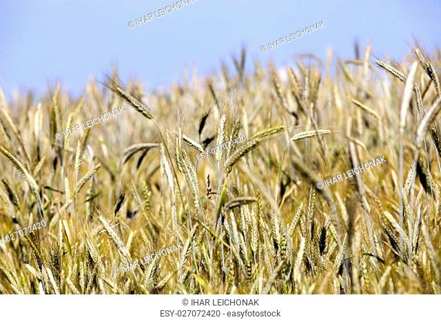 Agricultural field on which grow up cereals wheat, Belarus, ripe and yellowed cereals, small depth of field