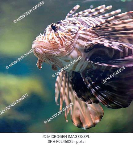 Lionfish (Pterois volitans)