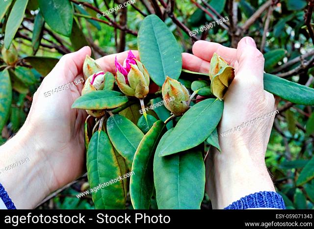 An elderly woman gently hold in hand a first spring rhododendron flowers buds on garden bush. May day outdoor closeup