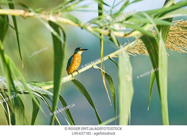 Kingfisher (Alcedo atthis), Spain