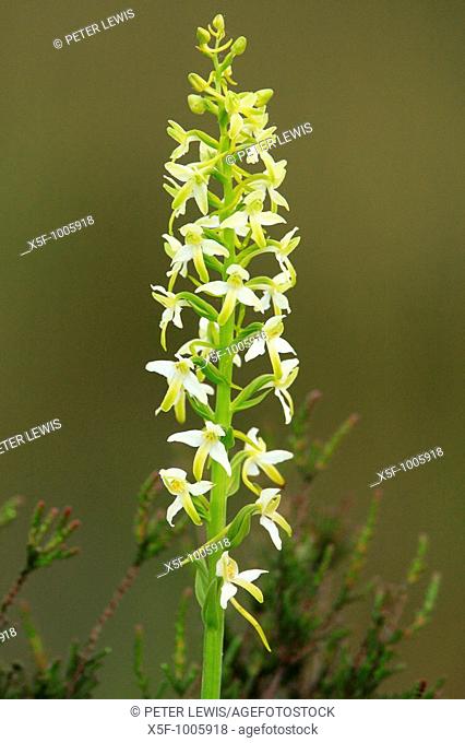 Lesser Butterfly Orchid Platanthera chlorantha New Forest Hampshire