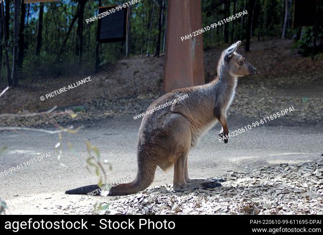 19 May 2022, Australia, Sydney: The kangaroo Dot in the Wild Life Sydney Zoo. Farmers call them a plague, gourmets a treat and animal rights activists a miracle...