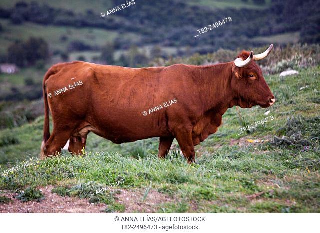 Retinta cows grazing in the field, Tarifa, Cadiz, Andalucia, Spain, Europe