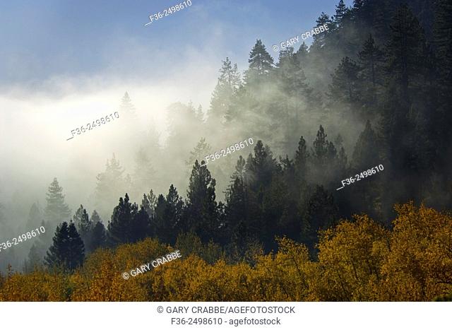 Cloud in evergreen trees, Mineral King, Sequoia National Park, California