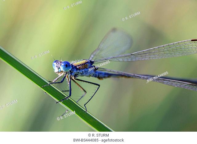 lesser emerald damselfly (Lestes virens), observing its surrounding, side view, Germany, Bavaria, Niederbayern, Lower Bavaria