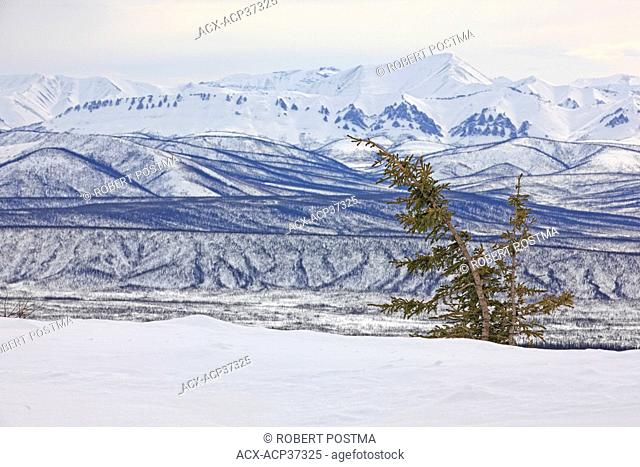 Tree overlooking the Ogilvie Mountains along the Dempster Highway, Yukon Territory, Canada