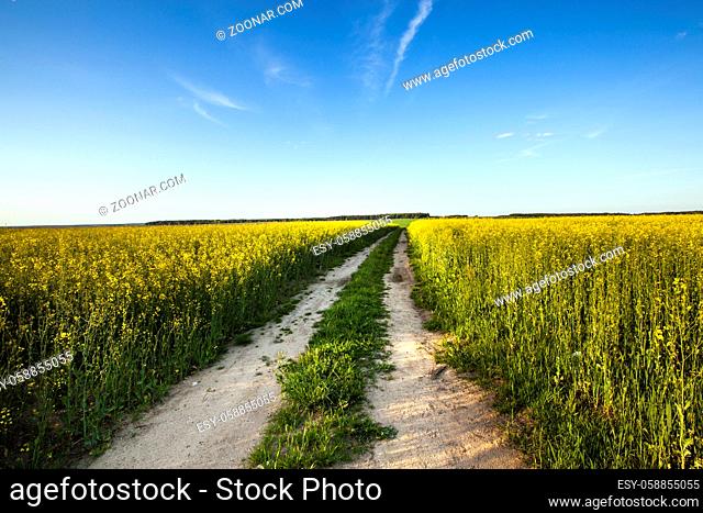 the road which is passing across the field on which grow up a colza