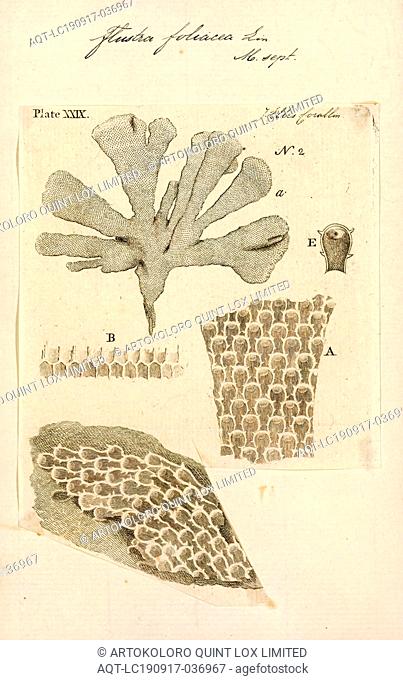 Flustra foliacea, Print, Flustra foliacea is a species of bryozoans found in the northern Atlantic Ocean. It is a colonial animal that is frequently mistaken...