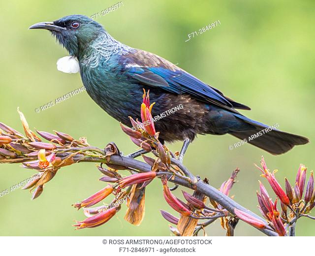Tui (Prosthemadera novaeseelandiae) an endemic passerine bird of New Zealand feeding on a flax plant. Whangarei, Northland, New Zealand