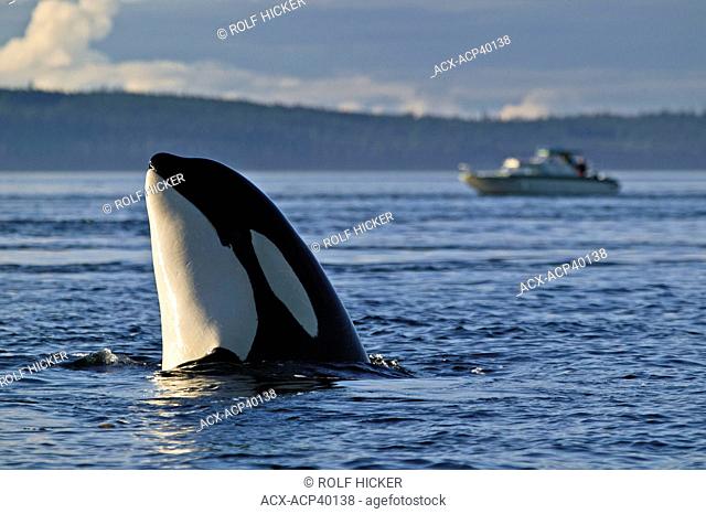 Killer Whale Orcinus orca spyhopping off the Northern Vancouver Island, British Columbia, Canada
