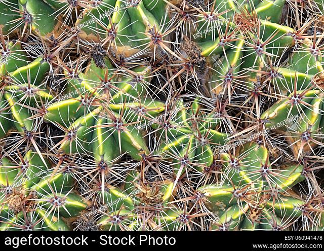 Cactus with prickly thorns as found in nature, selective focused