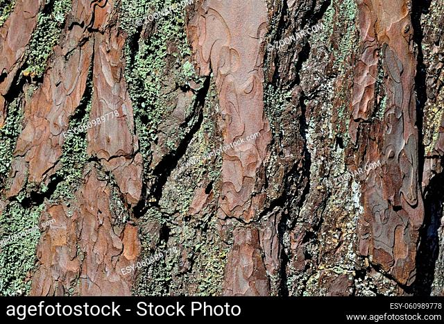 Pine bark, covered with lichen, close-up. Beautiful natural background