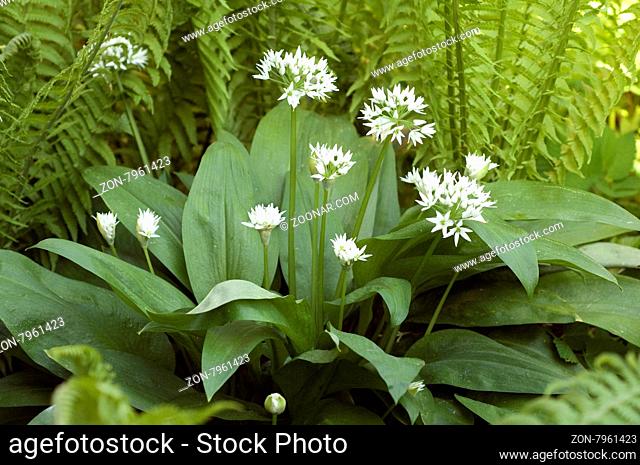 Baerlauch; Allium; ursinum