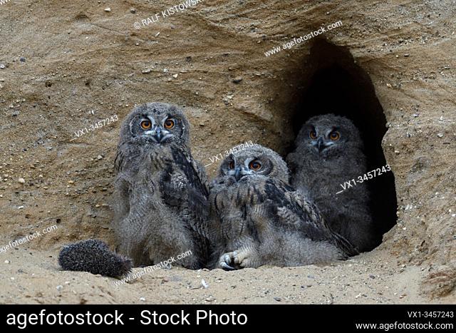 Eurasian Eagle Owls / Europaeische Uhus ( Bubo bubo ), grown up chicks sitting together at their nesting site, watching, funny, wildlife, Europe