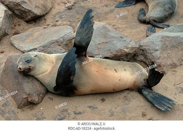 South African Fur Seal, Cape Cross, Namibia, Arctocephalus pusillus
