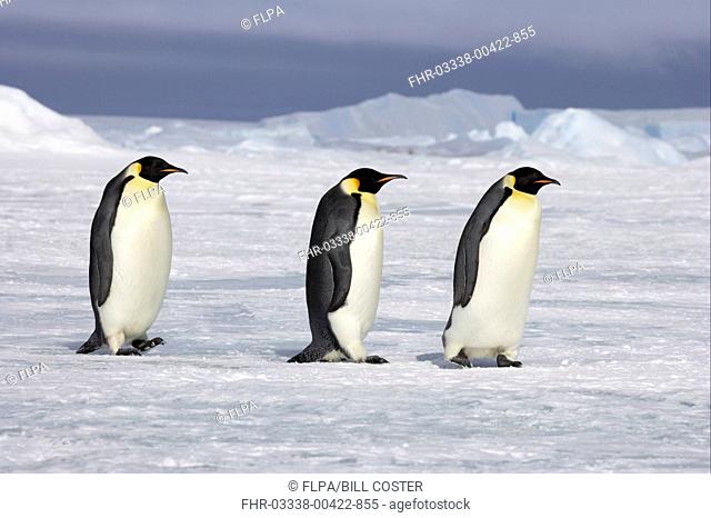 Emperor Penguin Aptenodytes forsteri three adults, walking across sea ice, Snow Hill Island, Weddell Sea, Antarctica