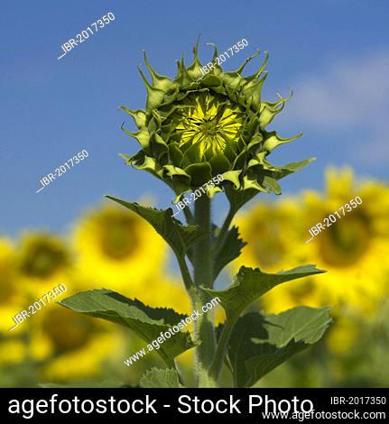 Field of sunflowers, Limagne, Auvergne, France, Europe