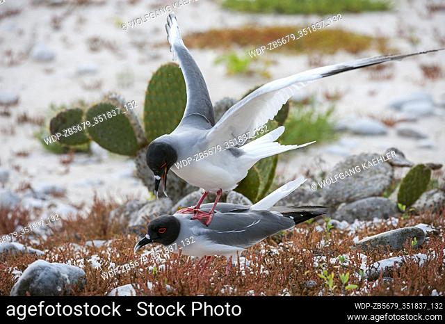 A couple of Swallow-tailed gulls (Creagrus furcatus) mating on Genovesa Island (Tower Island) in the Galapagos Islands, Ecuador