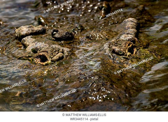 American Crocodile (Crocodylus acutus), Tarcoles River, Carara National Park, Puntarenas Province, Costa Rica, Central America