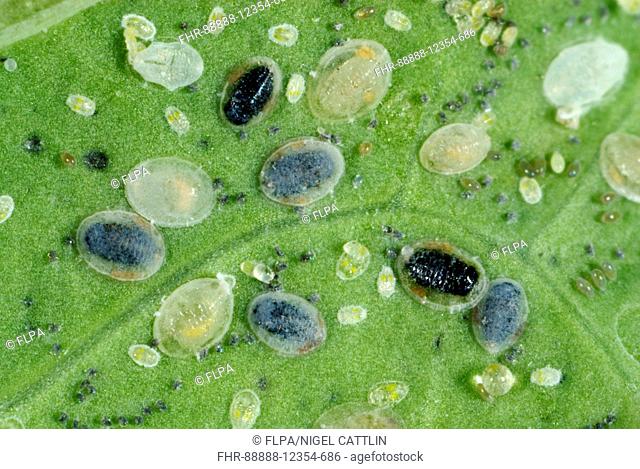 Larval scales of cabbage whitefly, Aleyrodes proletella, parasitised by a parasitoiid wasp, Encarsia tricolor, for commercial biological control
