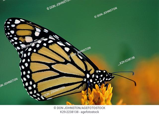 Monarch butterfly, Danaus plexippus. Adult nectaring on milkweed, Greater Sudbury, Ontario, Canada