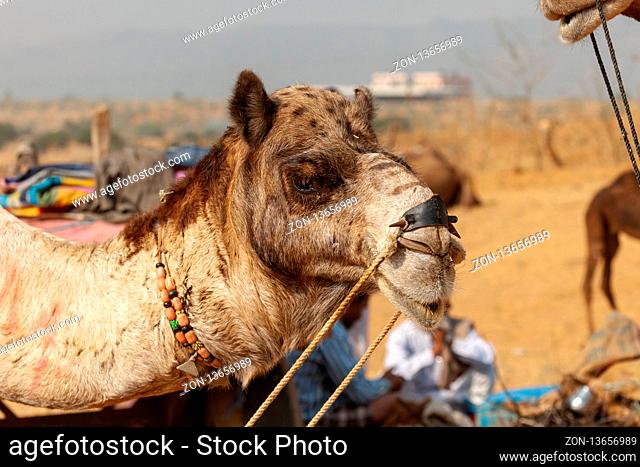 Decorated camel at Desert Festival in Jaisalmer, Rajasthan, India. Fair of camels Pushkar