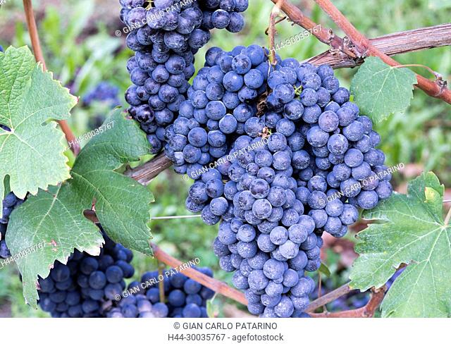 Italy, panorama of vineyards of Piedmont Langhe-Roero and Monferrato on the World Heritage List UNESCO. Bunches of Nebbiolo Italy, Piedmont, Vineyards