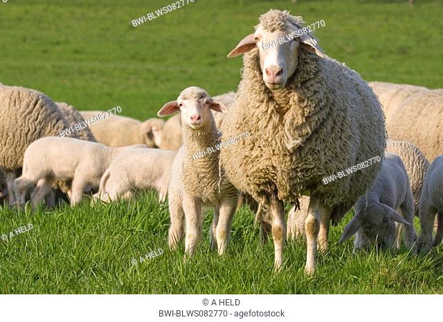 domestic sheep Ovis ammon f. aries, lamb with its mother in front of the herd, Germany, Baden-Wuerttemberg