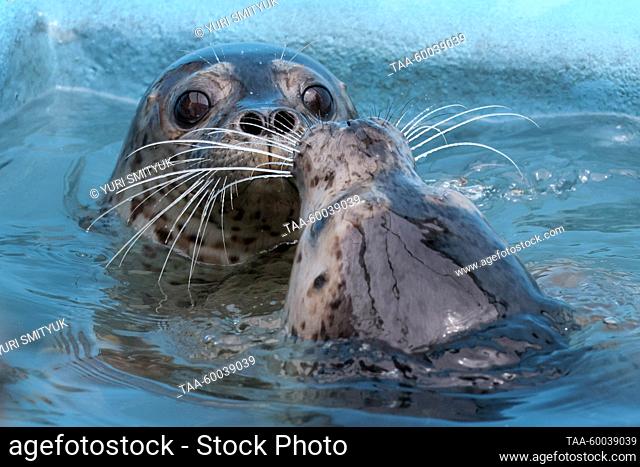 RUSSIA, PRIMORYE REGION - JUNE 23, 2023: Spotted seals (Phoca largha) are seen in a pool in an enclosure at the Tyulen rehabilitation centre for marine mammals...